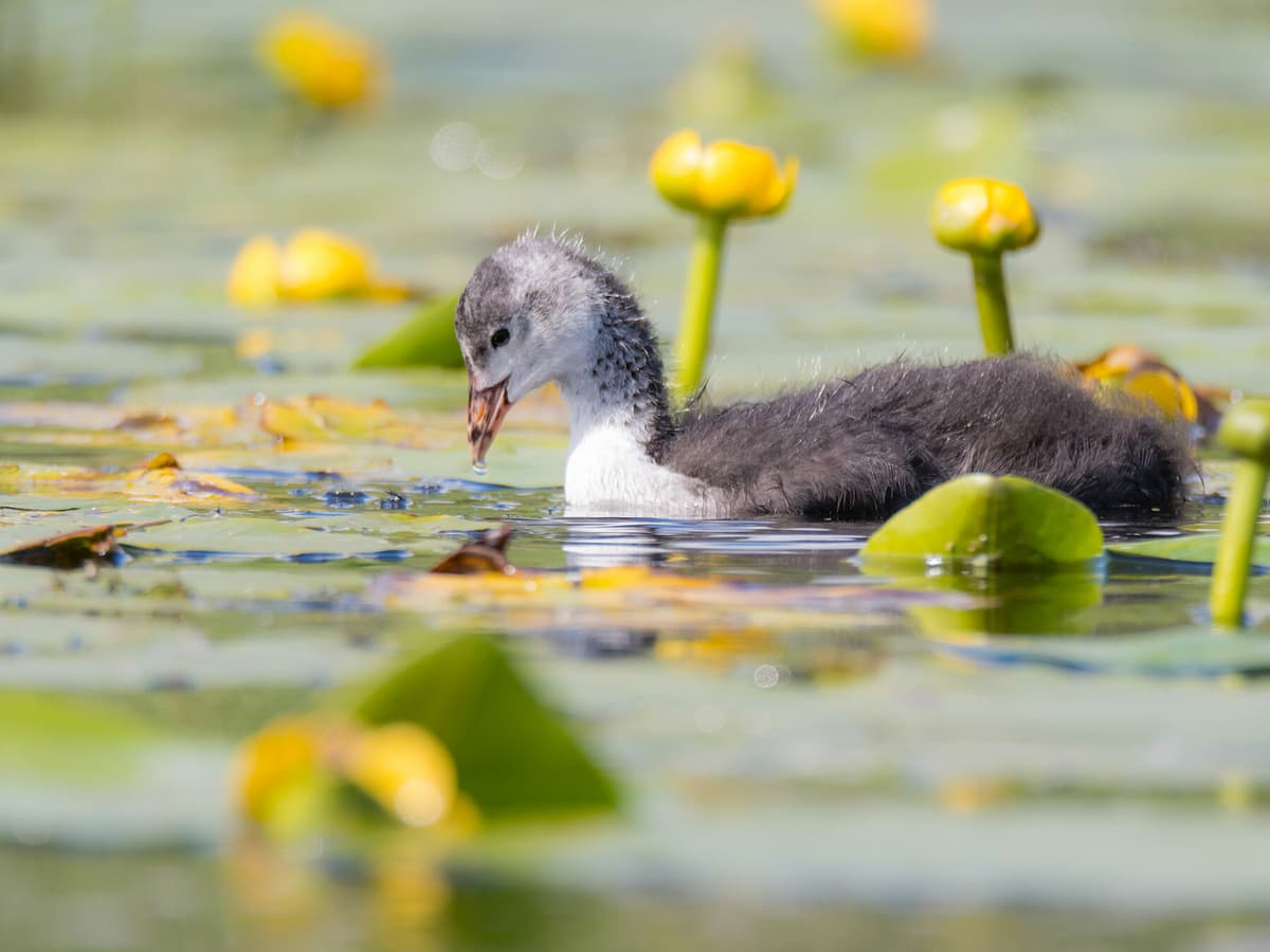 Coot | Birdfact