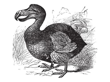 Dodo Color Dodo | Birdfact