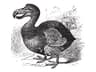 Dodo Color Dodo | Birdfact