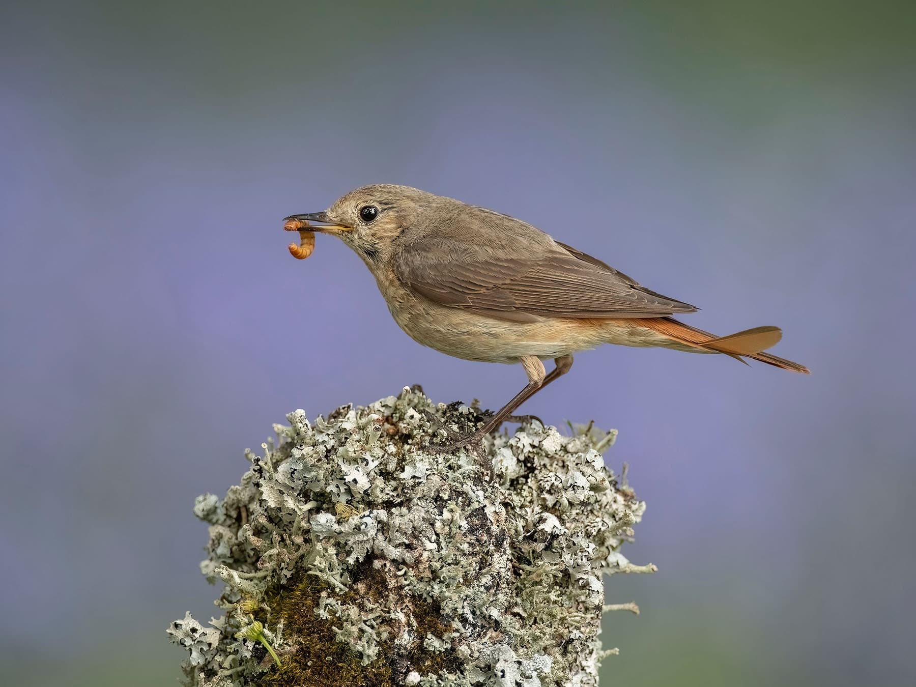 Redstart Flapping Common Redstart | Birdfact