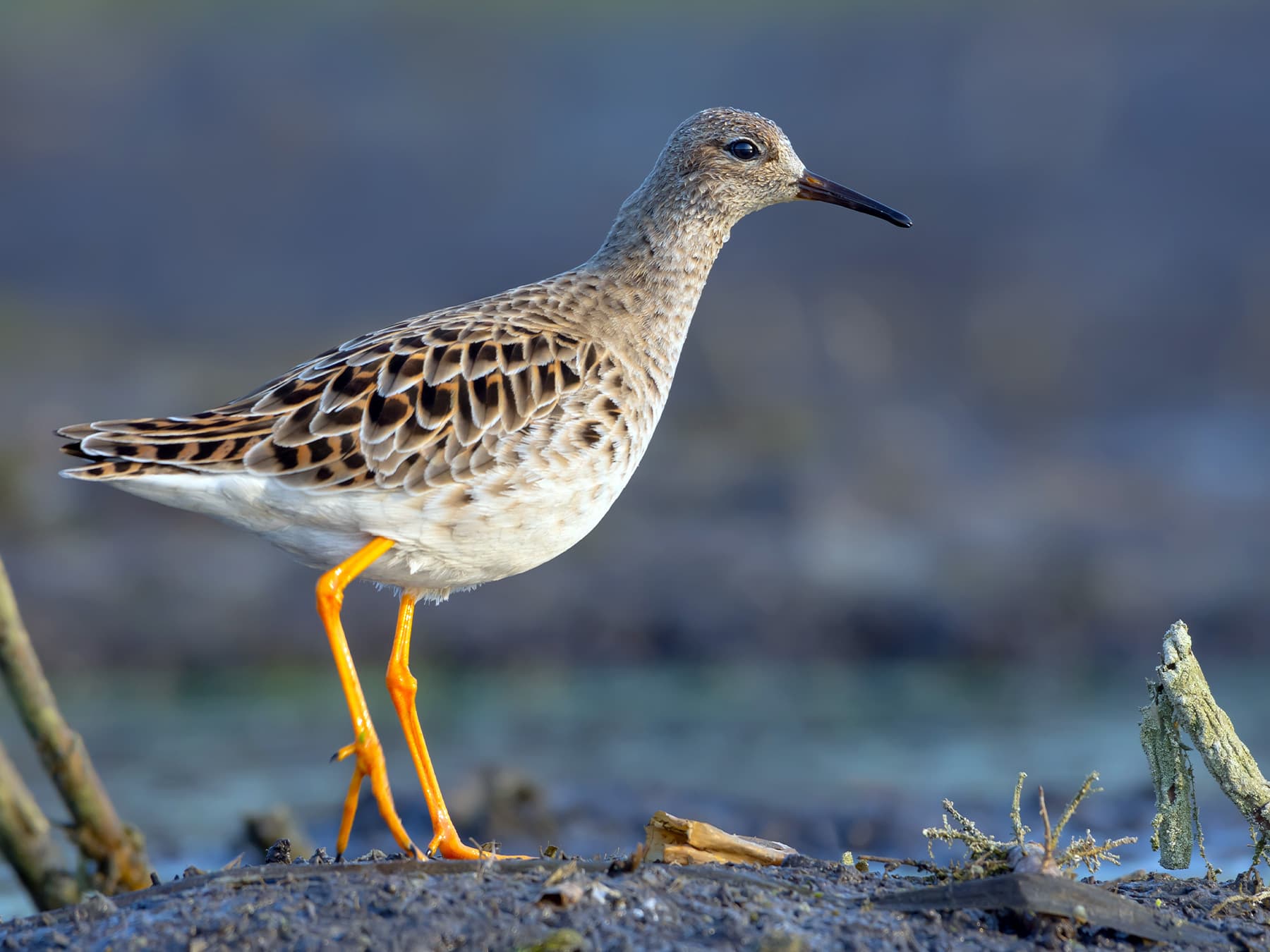 Blue Ruff Bird Ruff | Birdfact
