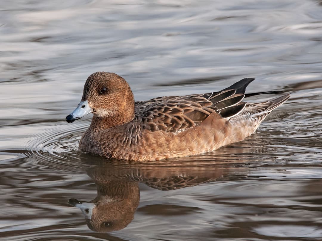 Wigogen Eurasian Wigeon | Birdfact