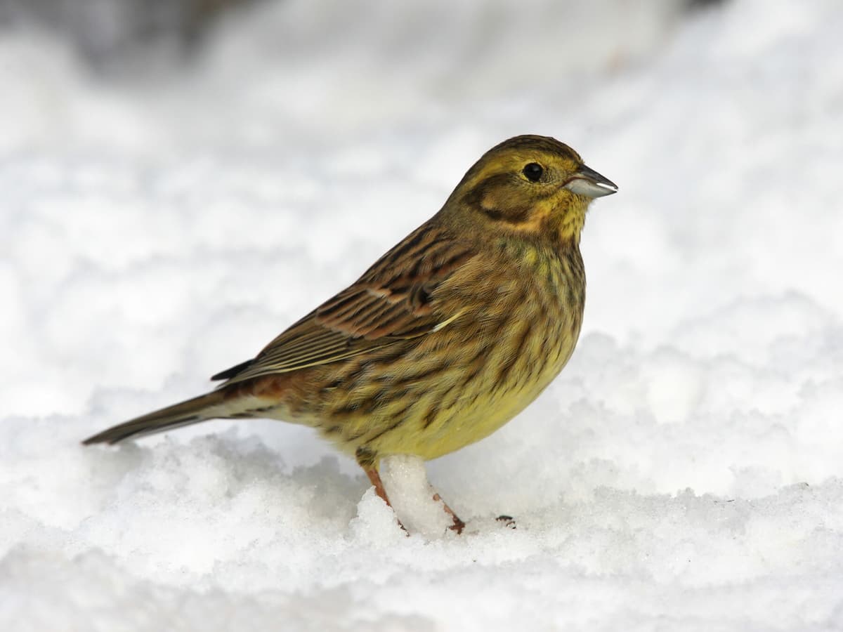 Yellow Hun Yellowhammer | Birdfact