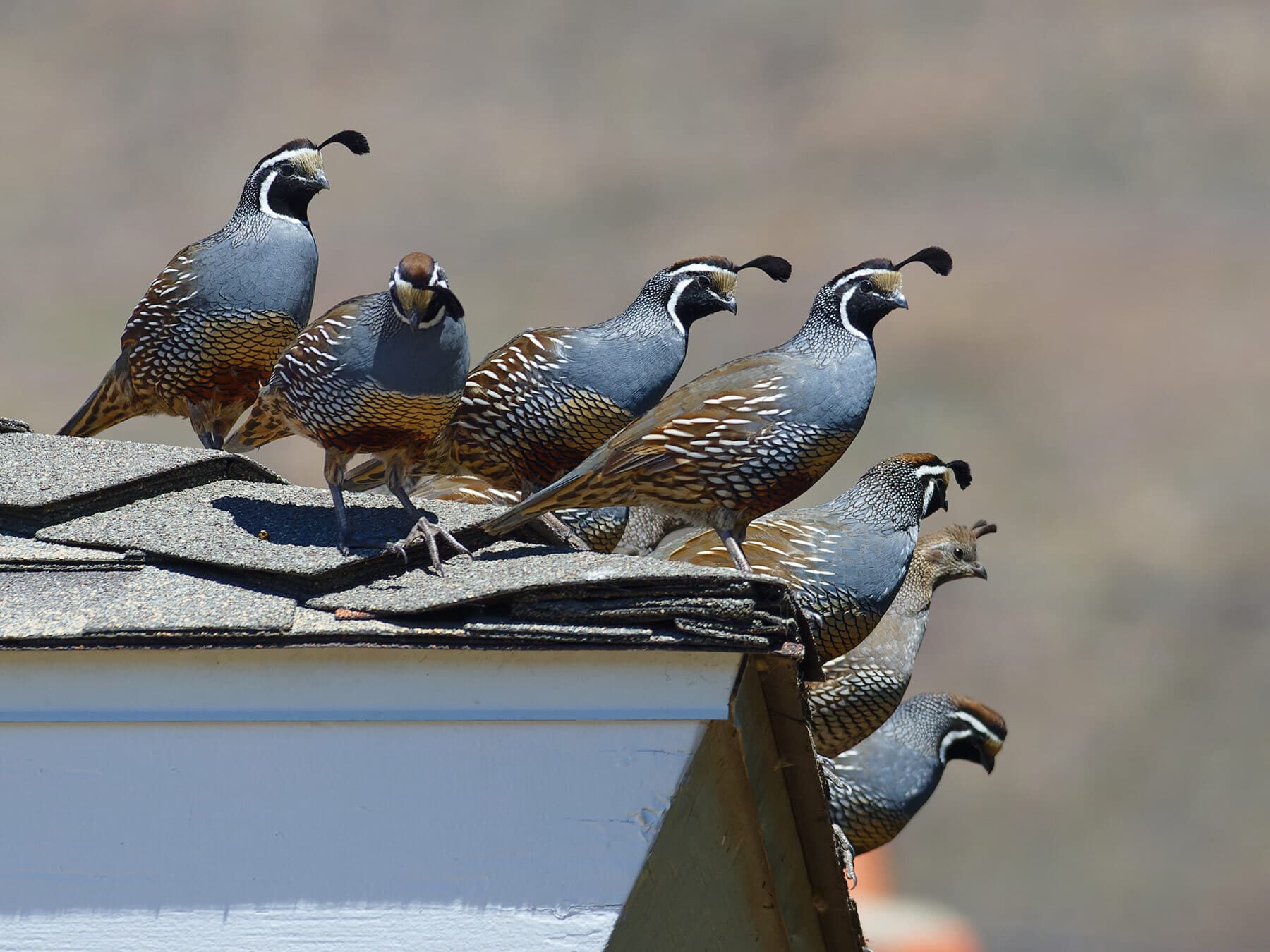 Quails Many What is a Group of Quail Called? (Complete List + Why?) | Birdfact