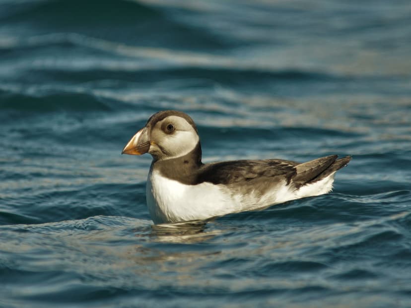 Baby Puffins (Pufflings) (Complete Guide with Pictures) | Birdfact