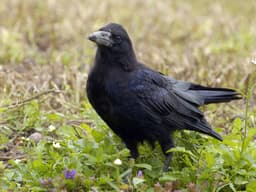 Original Rook Rook | Birdfact