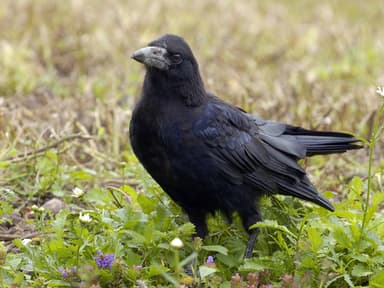 White Rook Real Rook | Birdfact
