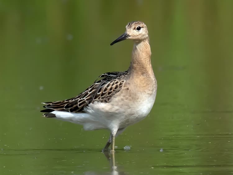 A Small Ruff Ruff | Birdfact