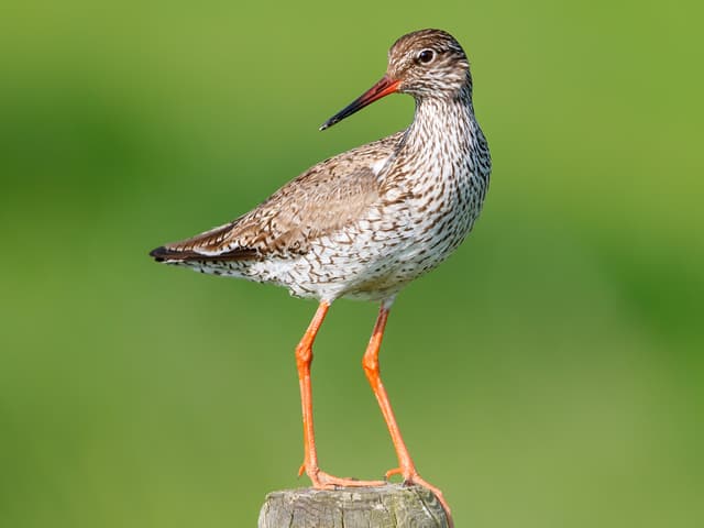 Red Strachan Redshank | Birdfact
