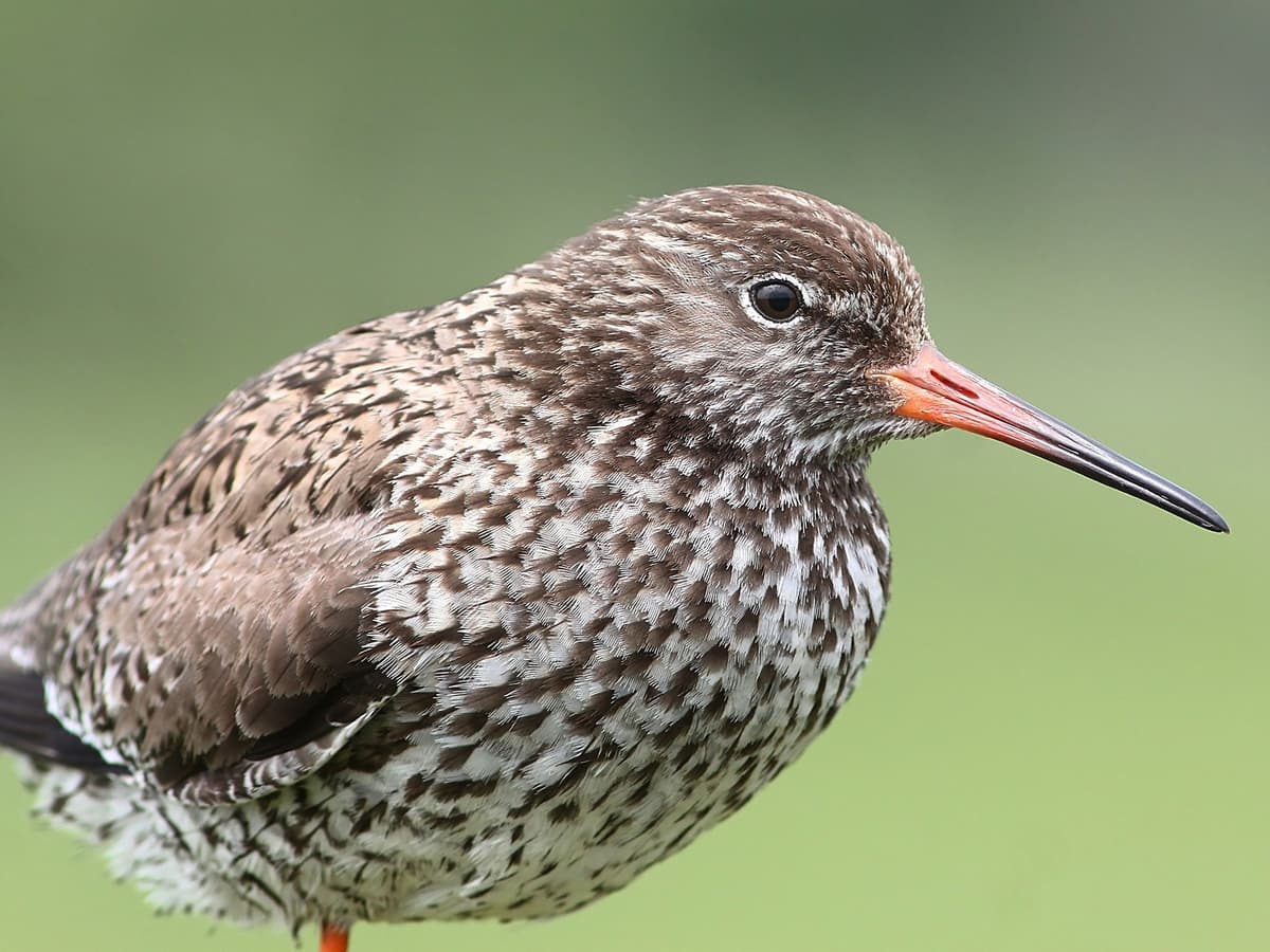 Red Strachan Redshank | Birdfact
