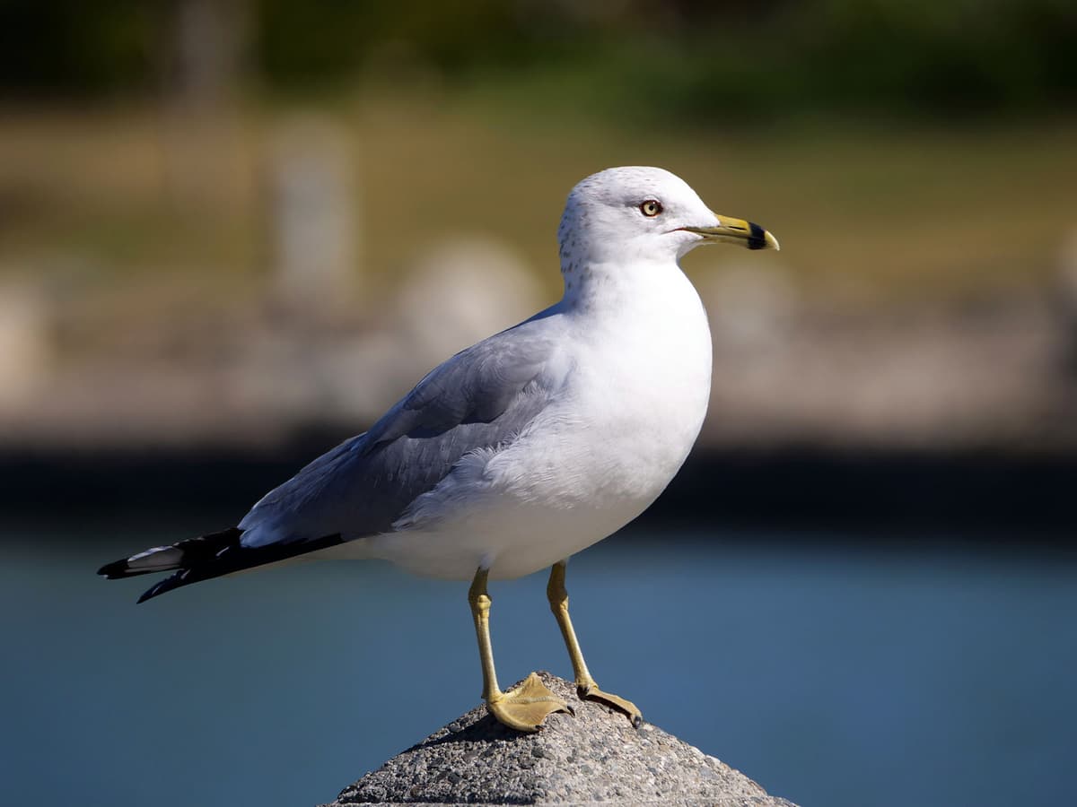 Ring billed Gull Birdfact ring-billed-gull-birdfact