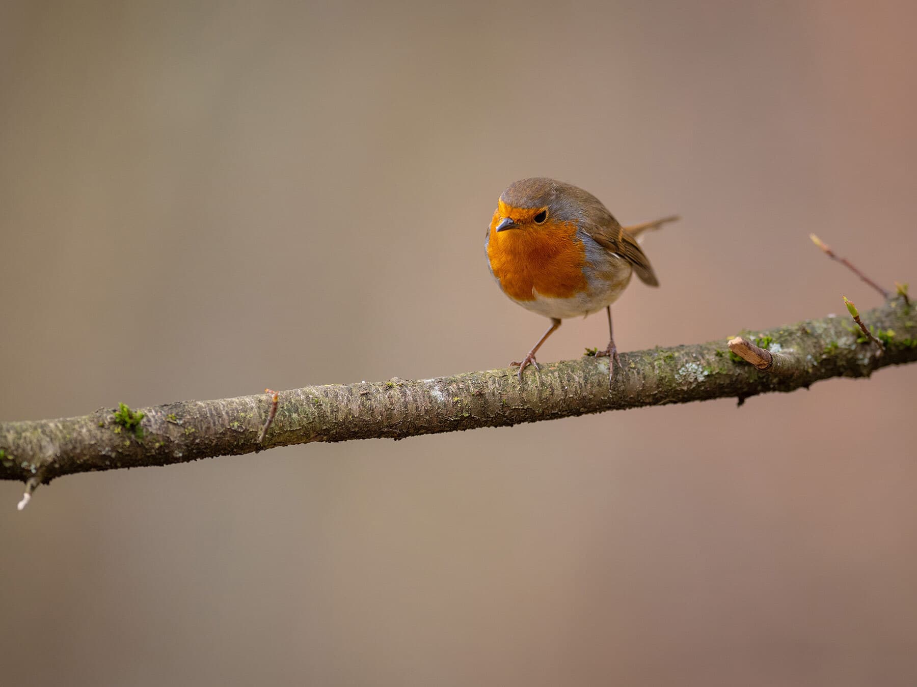 Robin Population Do Robins Migrate? (European Robin Migration Guide) | Birdfact