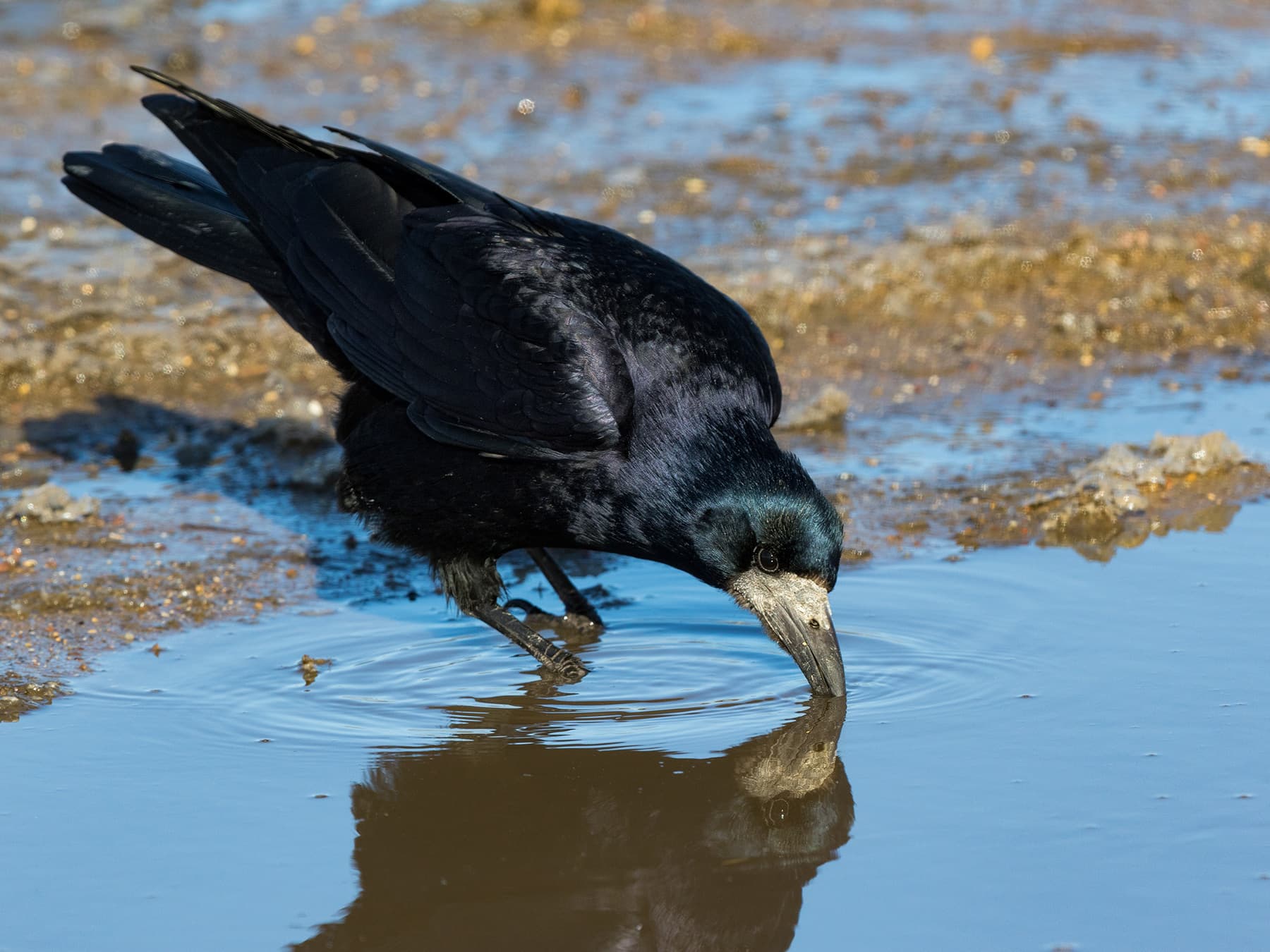 Fish Rook Rook | Birdfact
