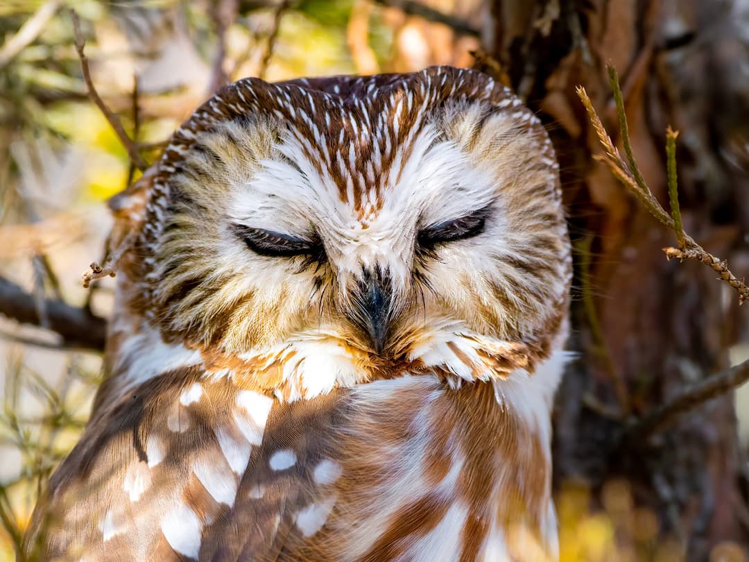 Sleep Less Owl Where Do Owls Sleep? (Location, Habits and Behavior) | Birdfact
