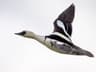 Smew In Flight Smew | Birdfact