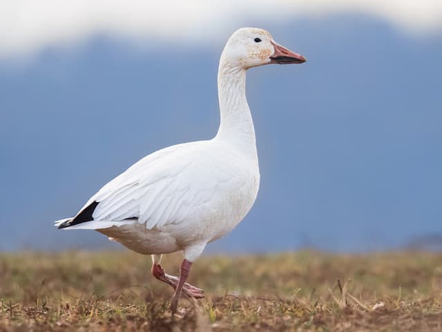 Snow Goose Reference Snow Goose Bird Facts (Anser caerulescens) | Birdfact