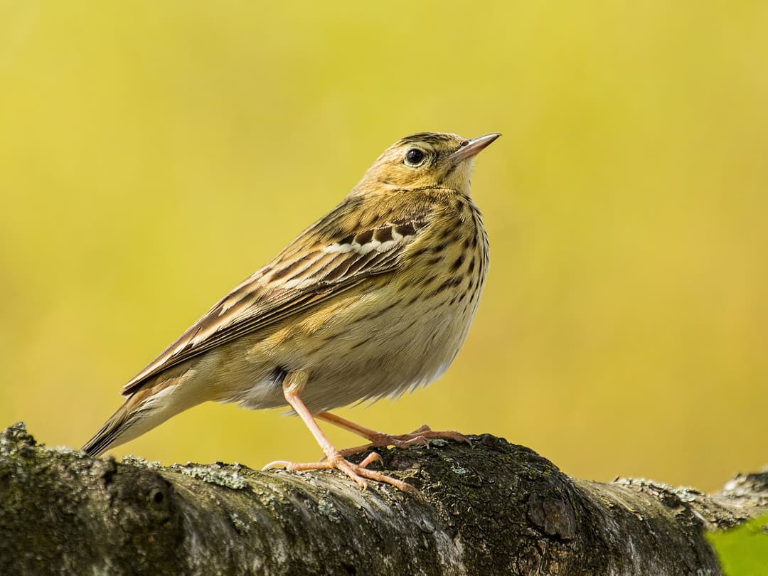 Tree Pipit Birdfact tree-pipit-birdfact
