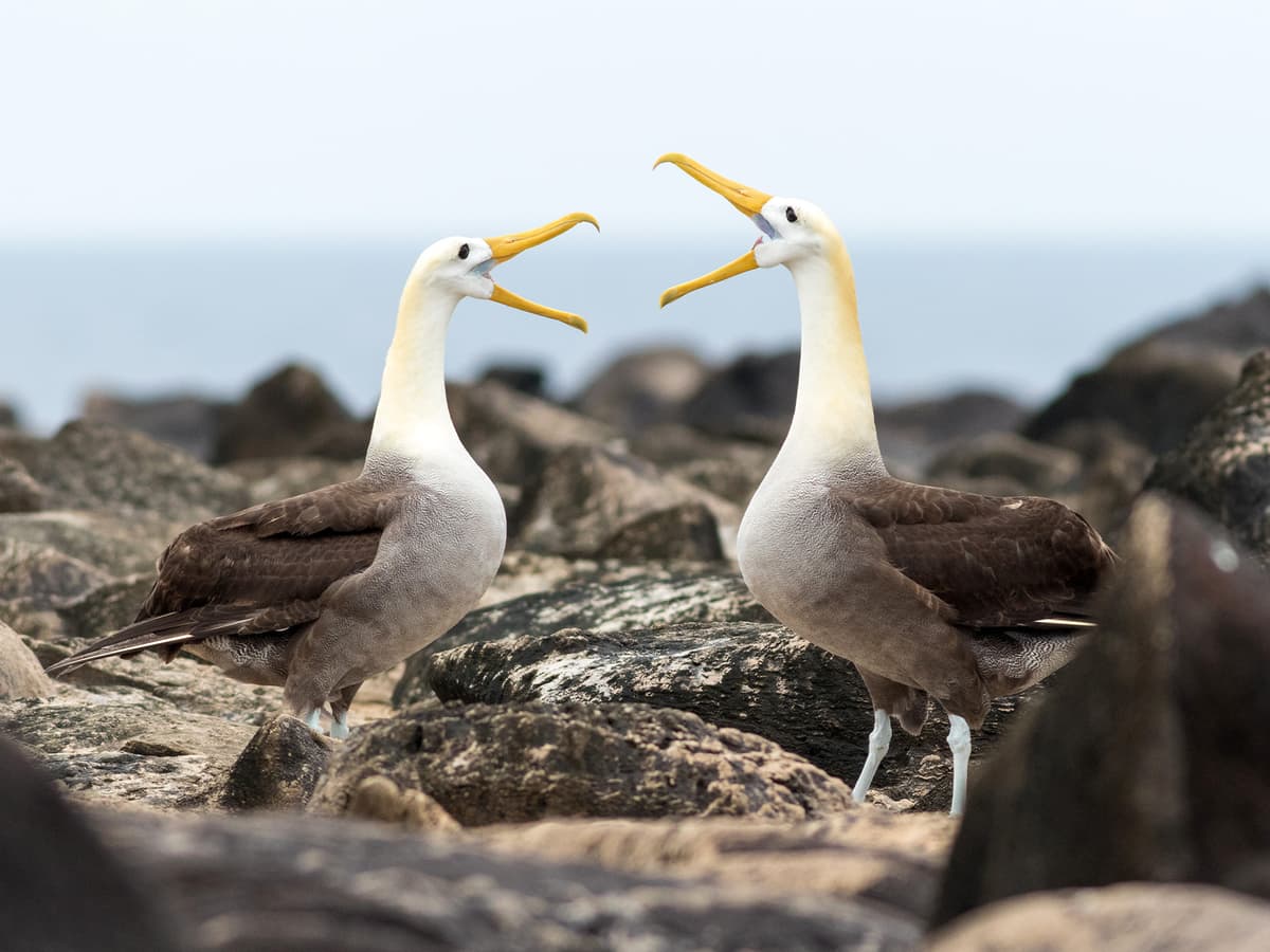 Mockingbird Mating Ritual Bird Behavior | Birdfact