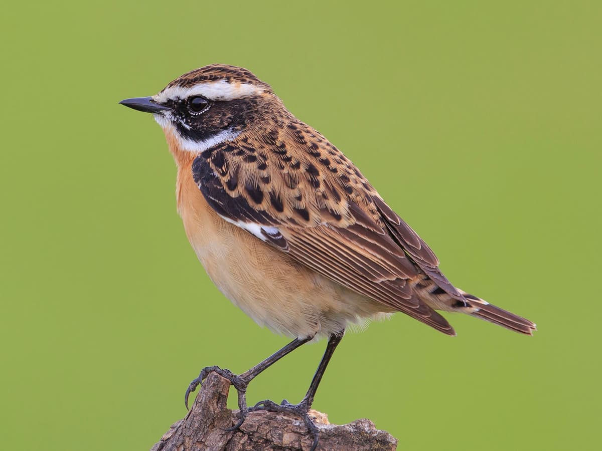 Whichat Whinchat | Birdfact