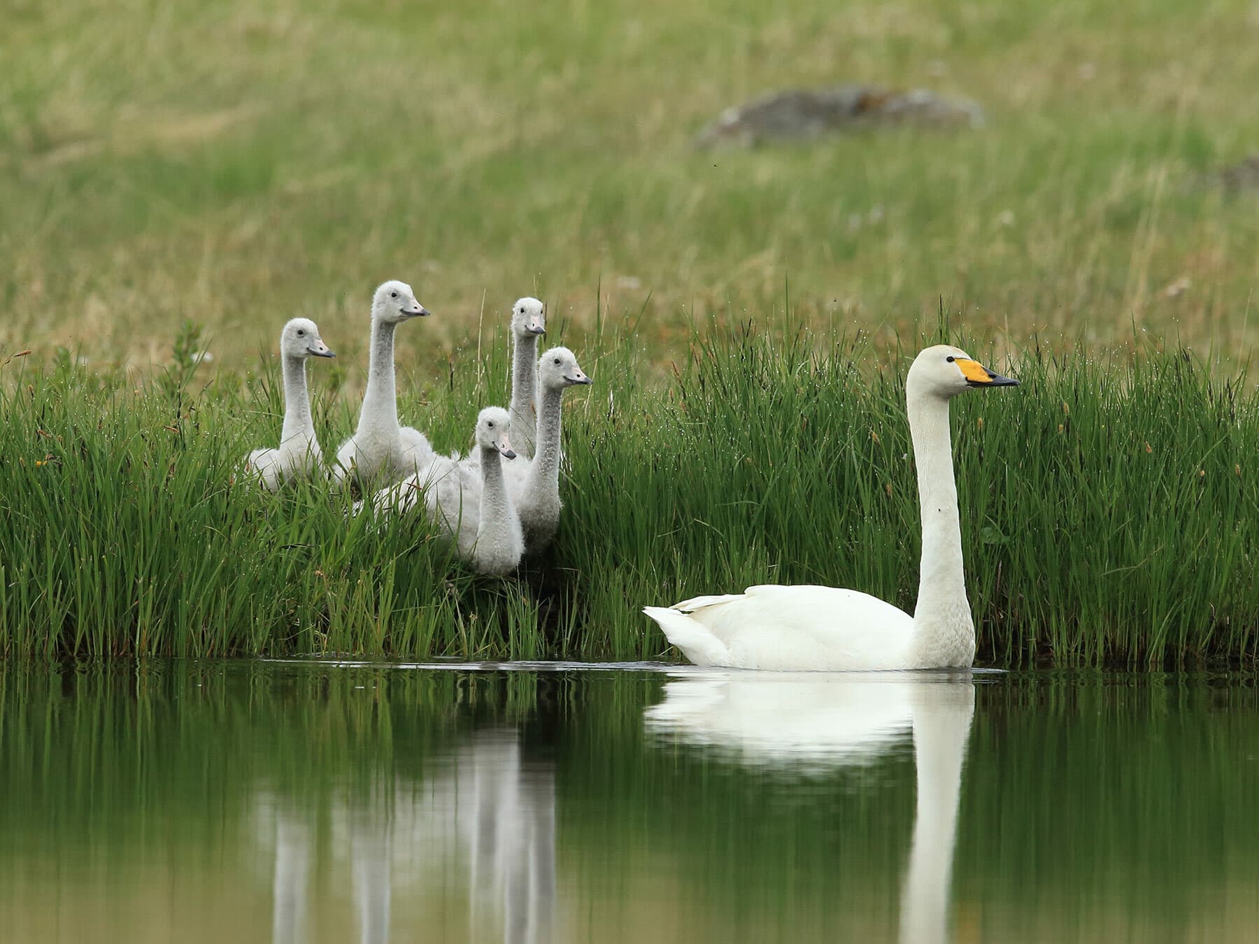 Squirrel Swan Whooper Swan | Birdfact