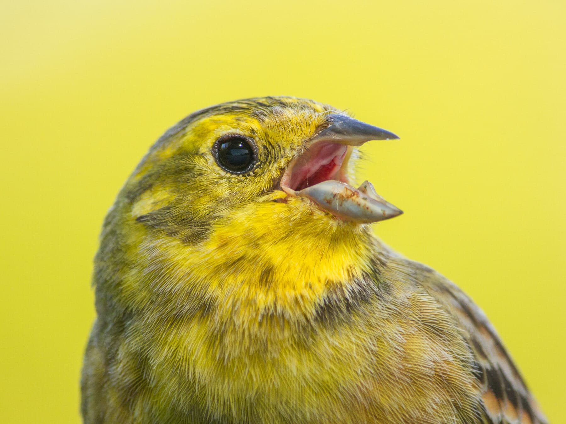 Yellow Hun Yellowhammer | Birdfact