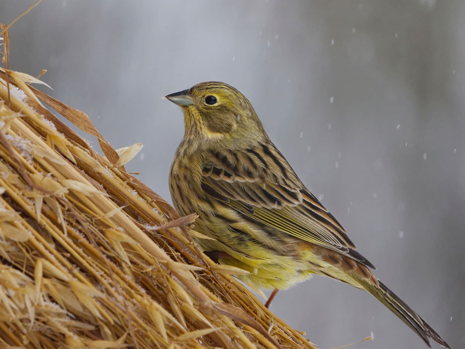 Yellow Hun Yellowhammer | Birdfact
