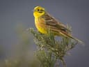 Yellow Hun Yellowhammer | Birdfact